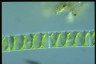 Spirogyra