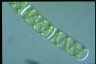 Spirogyra