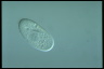 Paramecium trichium