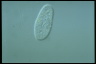 Paramecium trichium