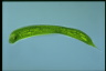 Euglena gigas