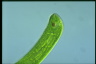 Euglena gigas