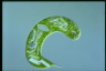 Euglena gigas