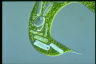 Euglena gigas