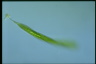 Euglena tripteris