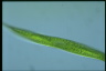 Euglena tripteris