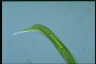 Euglena tripteris