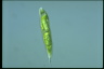 Euglena tripteris