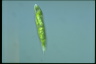 Euglena tripteris