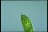 Euglena spirogyra