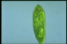 Euglena spirogyra