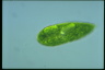 Euglena spirogyra