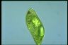 Euglena spirogyra