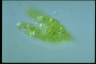 Euglena spirogyra