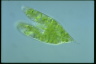 Euglena spirogyra