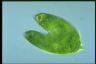 Euglena spirogyra