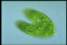 Euglena spirogyra