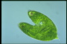 Euglena spirogyra