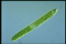 Euglena ehrenbergii