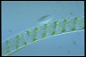 Spirogyra