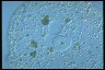 Amoeba proteus