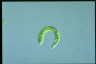 Euglena deses