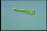 Euglena deses