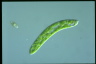 Euglena deses