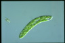 Euglena deses