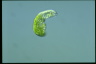 Euglena