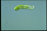 Euglena