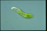 Euglena obtusa