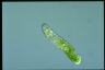 Euglena