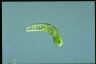 Euglena