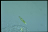 Euglena gracilis