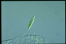 Euglena gracilis