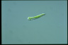 Euglena gracilis