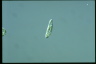 Euglena gracilis