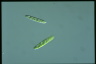 Euglena gracilis