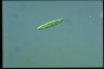 Euglena gracilis