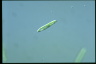 Euglena gracilis