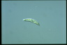 Euglena gracilis