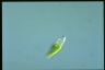 Euglena granulata