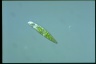 Euglena granulata