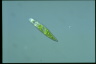 Euglena granulata