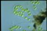 Apiocystis