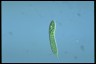 Euglena oxyuris