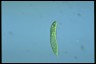 Euglena oxyuris