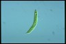 Euglena oxyuris