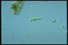 Euglena